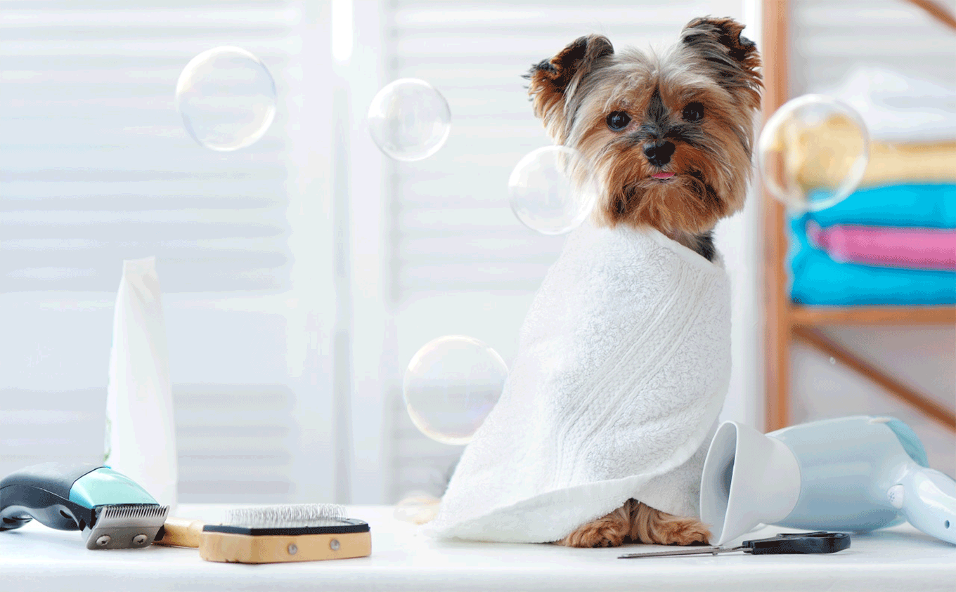 Dos and Don’ts Of Grooming Your Dog