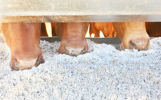 Good Heavens, We’re All Eating Cotton!